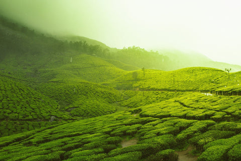 Green Tea Extract, Insulin And Androgens: The PCOS/PMOS Connection